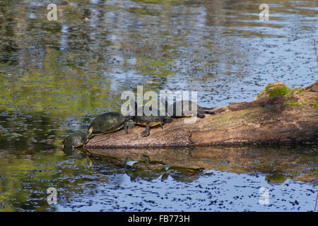 Drei Schildkröten ruhen auf einem alten umgestürzten Baumstamm, die Hälfte in einem Teich getaucht, während die vierte sich aus dem Wasser zieht, sich ihnen anzuschließen Stockfoto