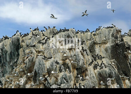 Trottellummen nisten auf einer Felswand in der Farne Islands, Northumberland, England. Stockfoto