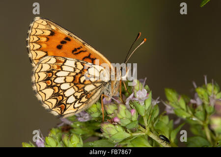 Heide Fritillary, Blütenbesuch, Wachtelweizen-Scheckenfalter, Gemeiner Scheckenfalter, Melitaea Athalia, Mellicta athalia Stockfoto