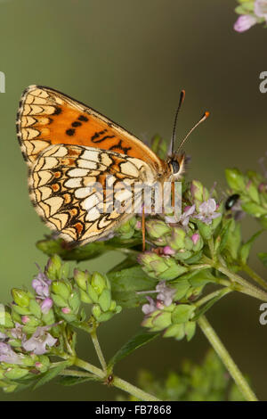 Heide Fritillary, Blütenbesuch, Wachtelweizen-Scheckenfalter, Gemeiner Scheckenfalter, Melitaea Athalia, Mellicta athalia Stockfoto