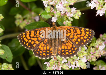 Heide Fritillary, Blütenbesuch, Wachtelweizen-Scheckenfalter, Gemeiner Scheckenfalter, Melitaea Athalia, Mellicta athalia Stockfoto