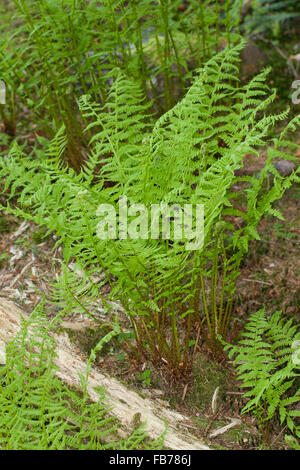 Lady Farn, gemeinsame Dame-Farn, Ladyfern, Wald-Frauenfarn, gemeinen Waldfarn, entstanden Filix-Femina Frauenfarn, Waldfrauenfarn Stockfoto