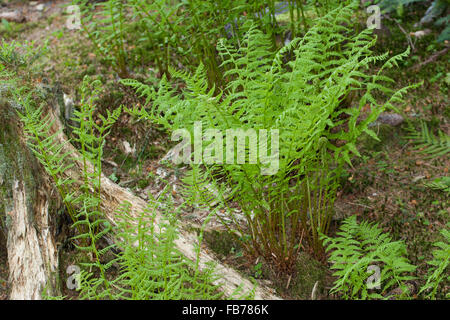 Lady Farn, gemeinsame Dame-Farn, Ladyfern, Wald-Frauenfarn, gemeinen Waldfarn, entstanden Filix-Femina Frauenfarn, Waldfrauenfarn Stockfoto