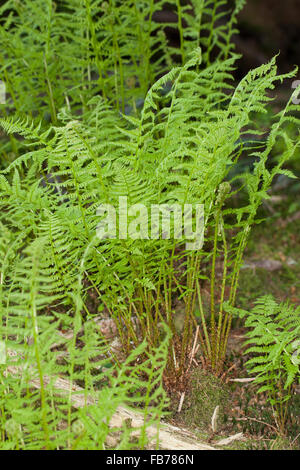 Lady Farn, gemeinsame Dame-Farn, Ladyfern, Wald-Frauenfarn, gemeinen Waldfarn, entstanden Filix-Femina Frauenfarn, Waldfrauenfarn Stockfoto