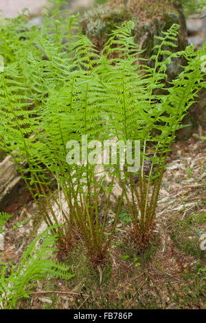 Lady Farn, gemeinsame Dame-Farn, Ladyfern, Wald-Frauenfarn, gemeinen Waldfarn, entstanden Filix-Femina Frauenfarn, Waldfrauenfarn Stockfoto