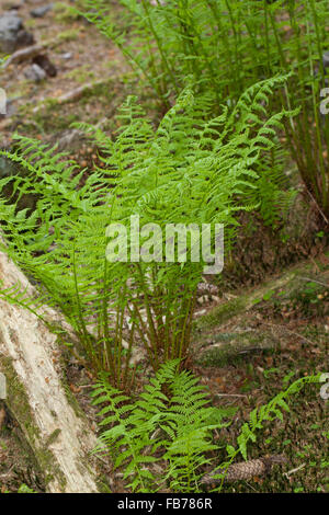 Lady Farn, gemeinsame Dame-Farn, Ladyfern, Wald-Frauenfarn, gemeinen Waldfarn, entstanden Filix-Femina Frauenfarn, Waldfrauenfarn Stockfoto