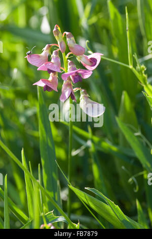 Everlasting Pea, Gewöhnliche Wald-Platterbse, Waldplatterbse, Wilde Platterbse, Lathyrus sylvestris Stockfoto