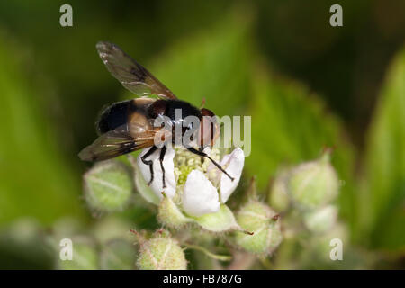 Pellucid Hoverfly, Waldschwebfliege, Wald-Schwebfliege, Hummel-Schwebfliege, Hummelschwebfliege, Volucella pellucens Stockfoto