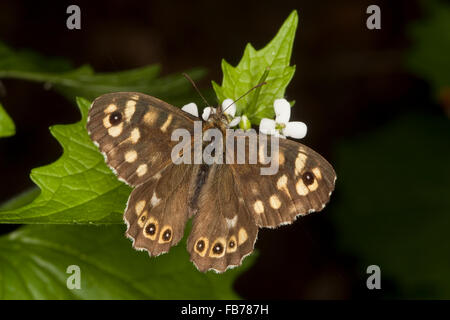 Gesprenkelte Holz, Wald-Brettspiel, Brettspiel, Waldbrettspiel, Laubfalter, Pararge Aegeria, Blütenbesuch, Nektarsuche Stockfoto