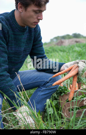 Man Ernte Karotte im Feld Stockfoto