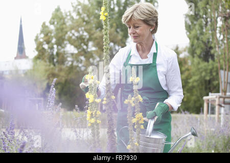 Reife Frau mit Gießkanne im Garten Stockfoto