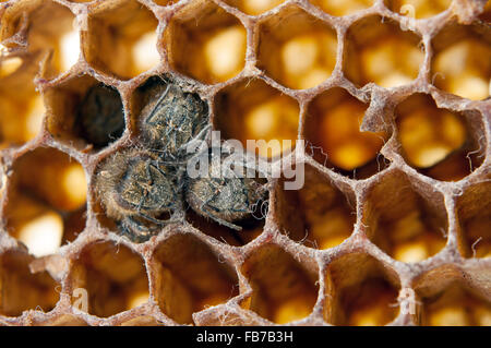 tote Bienen bedeckt mit Staub und Milben auf eine leere Waben Stockfoto