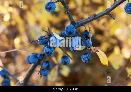 Schlehe, Prunus Spinosus hautnah zu trocknen Stockfoto
