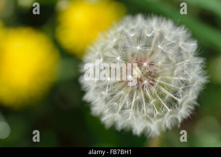 Close-up os Schlag-Kugeln auf dem grünen und gelben Hintergrund. Stockfoto