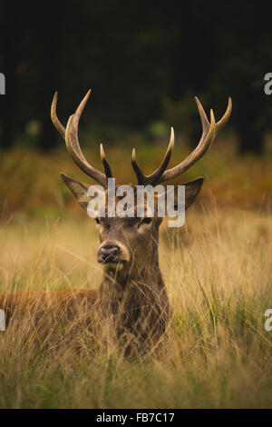 Reh sitzend auf Feld wegschauen Stockfoto