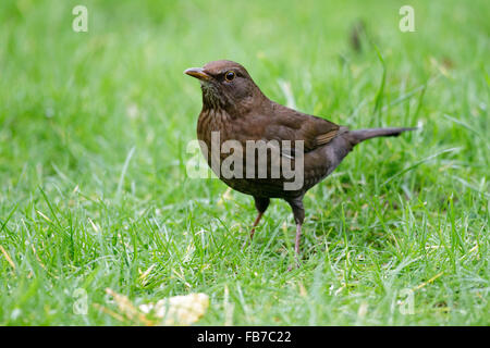 Weibliche Amsel (Turdus Merula) auf einem Rasen Rasen, East Sussex, England, UK Stockfoto