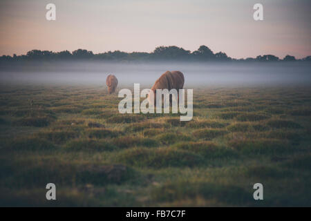 Pferde grasen auf Feld in nebliges Wetter Stockfoto