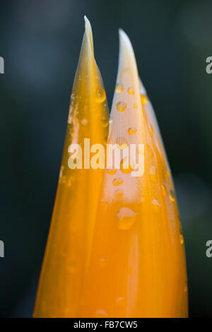 Nahaufnahme der nassen Blume Stockfoto