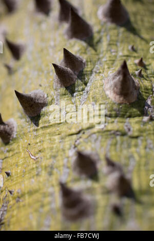 Nahaufnahme von Dornen auf Baumstamm Stockfoto