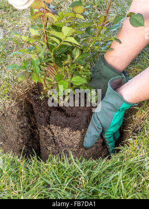 Weibliche Gärtner Pflanzen rose Strauch in das gegrabene Loch in ihrem Hinterhofgarten Stockfoto