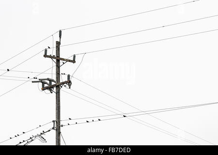 Niedrigen Winkel Ansicht der Vögel hocken auf Stromleitungen Stockfoto