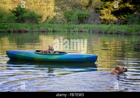 kleiner Hund im Kajak und großer Hund, Schwimmen in der Nähe von Kajak auf See oder Teich im Sommer Stockfoto