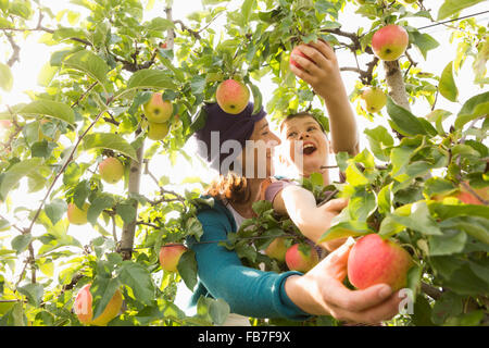 Fröhliche Mutter und Sohn sahen einander beim Pflücken Äpfel am Obstgarten Stockfoto