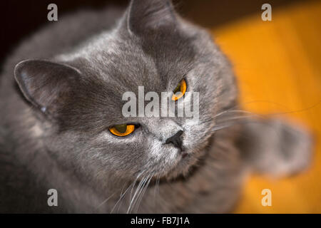 mürrisch aussehende Katze Stockfoto