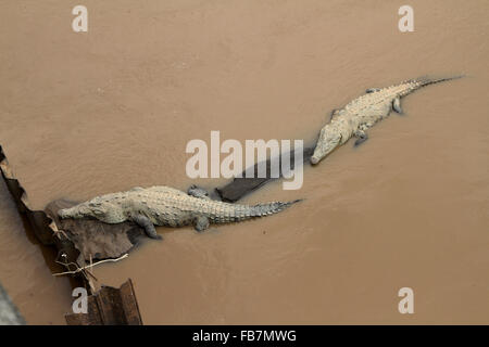 Zwei Krokodile rekeln unter eine Brücke über einen schlammigen Fluss in Costa Rica. Foto von Trevor Collens Stockfoto