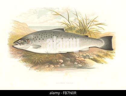 SÜßWASSERFISCHE: Forelle (Salmo Trutta) - Houghton / Lydon, print 1879 Stockfoto