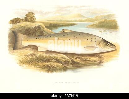 SÜßWASSERFISCHE: Forelle (Var) (Salmo Trutta) - Houghton / Lydon, 1879 Stockfoto