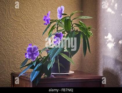 Brunfelsia-Anlage in Blüte Stockfoto