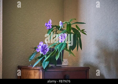 Brunfelsia-Anlage in Blüte Stockfoto