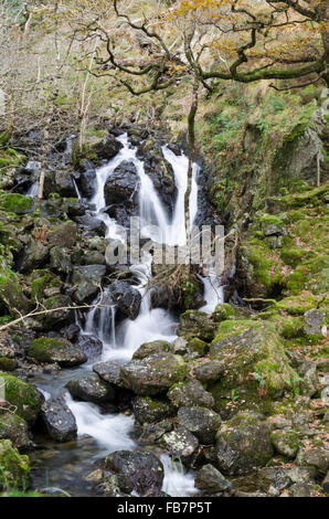 Snowdonia National Park. Herbstliche Cascade in Wales. Wasserfall in einen Stream tumbling down aus den Bergen in der walisischen Täler, Lyn mwyngil. Stockfoto