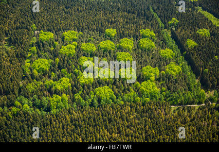 Luftaufnahme, Mischwald im Frühling, Baum Polkadots, Farbe, frischgrün, Laubwald, Nadelwald, Hürtgenwald, Stockfoto