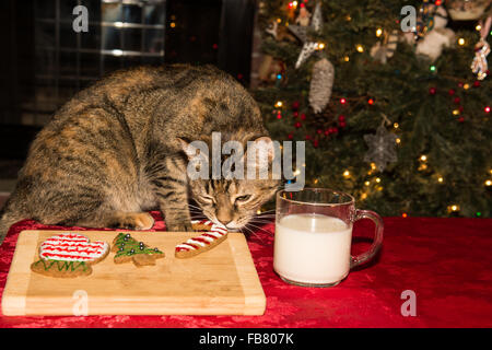 Weihnachtskatze Stockfoto