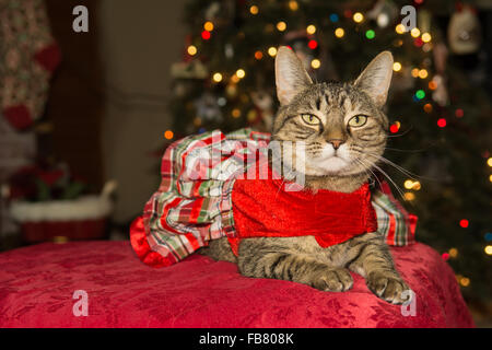 Süße Katze trägt ein Kleid zu Weihnachten Stockfoto