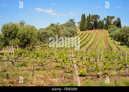 Italienischen Weinberg im Frühling im Land von Rom Stockfoto