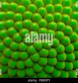 Schöne fibonacci Muster, mit grundlegenden Sämling oder grünen botanischen Wachstum. Eine einfache Darstellung der Mathematik in der Natur. Stockfoto