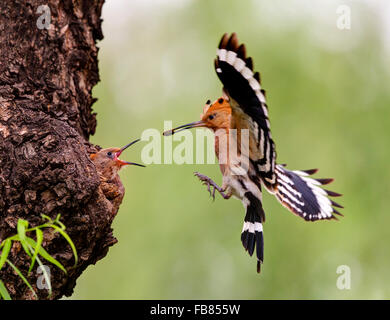 Fütterung der Wiedehopf Vogel Upupa epops Stockfoto