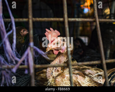 Bangkok, Bangkok, Thailand. 12. Januar 2016. Ein Huhn in einen Stift im Abschnitt Lebendgeflügel Khlong Toey Markt (auch buchstabiert Khlong Toei) in Bangkok. Am Montag den thailändischen Ministerium für öffentliche Gesundheit angewiesen Regierungsbehörden zusammen, um für irgendwelche Anzeichen von beobachten "Vogelgrippe '' während der Wintersaison und warnte vor der Öffentlichkeit Kontakt mit keine Vögel zu vermeiden, die kränklich erscheinen. Die neuesten Daten von der World Health Organization zeigte die kontinuierliche Übertragung von Vogelgrippe in verschiedenen Ländern, sowohl bei Menschen und Vögel. Die Vogelgrippe ist endemisch in China, Vietnam und Indonesien, alle wichtigen Thai Handel par Stockfoto