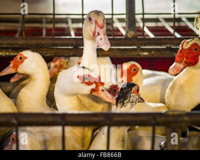 Bangkok, Bangkok, Thailand. 12. Januar 2016. Enten zu verkaufen im Abschnitt Lebendgeflügel Khlong Toey Markt (auch buchstabiert Khlong Toei) in Bangkok. Am Montag den thailändischen Ministerium für öffentliche Gesundheit angewiesen Regierungsbehörden zusammen, um für irgendwelche Anzeichen von beobachten "Vogelgrippe '' während der Wintersaison und warnte vor der Öffentlichkeit Kontakt mit keine Vögel zu vermeiden, die kränklich erscheinen. Die neuesten Daten von der World Health Organization zeigte die kontinuierliche Übertragung von Vogelgrippe in verschiedenen Ländern, sowohl bei Menschen und Vögel. Die Vogelgrippe ist endemisch in China, Vietnam und Indonesien, alle Thai Handelspartner Stockfoto