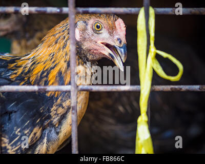 Bangkok, Bangkok, Thailand. 12. Januar 2016. Ein Huhn in einen Stift im Abschnitt Lebendgeflügel Khlong Toey Markt (auch buchstabiert Khlong Toei) in Bangkok. Am Montag den thailändischen Ministerium für öffentliche Gesundheit angewiesen Regierungsbehörden zusammen, um für irgendwelche Anzeichen von beobachten "Vogelgrippe '' während der Wintersaison und warnte vor der Öffentlichkeit Kontakt mit keine Vögel zu vermeiden, die kränklich erscheinen. Die neuesten Daten von der World Health Organization zeigte die kontinuierliche Übertragung von Vogelgrippe in verschiedenen Ländern, sowohl bei Menschen und Vögel. Die Vogelgrippe ist endemisch in China, Vietnam und Indonesien, alle wichtigen Thai Handel par Stockfoto