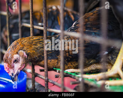 Bangkok, Bangkok, Thailand. 12. Januar 2016. Ein Huhn in einen Stift im Abschnitt Lebendgeflügel Khlong Toey Markt (auch buchstabiert Khlong Toei) in Bangkok. Am Montag den thailändischen Ministerium für öffentliche Gesundheit angewiesen Regierungsbehörden zusammen, um für irgendwelche Anzeichen von beobachten "Vogelgrippe '' während der Wintersaison und warnte vor der Öffentlichkeit Kontakt mit keine Vögel zu vermeiden, die kränklich erscheinen. Die neuesten Daten von der World Health Organization zeigte die kontinuierliche Übertragung von Vogelgrippe in verschiedenen Ländern, sowohl bei Menschen und Vögel. Die Vogelgrippe ist endemisch in China, Vietnam und Indonesien, alle wichtigen Thai Handel par Stockfoto