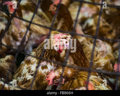 Bangkok, Bangkok, Thailand. 12. Januar 2016. Ein Huhn in einen Stift im Abschnitt Lebendgeflügel Khlong Toey Markt (auch buchstabiert Khlong Toei) in Bangkok. Am Montag den thailändischen Ministerium für öffentliche Gesundheit angewiesen Regierungsbehörden zusammen, um für irgendwelche Anzeichen von beobachten "Vogelgrippe '' während der Wintersaison und warnte vor der Öffentlichkeit Kontakt mit keine Vögel zu vermeiden, die kränklich erscheinen. Die neuesten Daten von der World Health Organization zeigte die kontinuierliche Übertragung von Vogelgrippe in verschiedenen Ländern, sowohl bei Menschen und Vögel. Die Vogelgrippe ist endemisch in China, Vietnam und Indonesien, alle wichtigen Thai Handel par Stockfoto