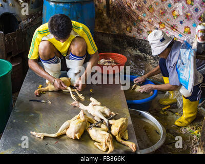 Bangkok, Bangkok, Thailand. 12. Januar 2016. Arbeiter Schlachten Hühner im Abschnitt Lebendgeflügel Khlong Toey Markt (auch buchstabiert Khlong Toei) in Bangkok. Am Montag den thailändischen Ministerium für öffentliche Gesundheit angewiesen Regierungsbehörden zusammen, um für irgendwelche Anzeichen von beobachten "Vogelgrippe '' während der Wintersaison und warnte vor der Öffentlichkeit Kontakt mit keine Vögel zu vermeiden, die kränklich erscheinen. Die neuesten Daten von der World Health Organization zeigte die kontinuierliche Übertragung von Vogelgrippe in verschiedenen Ländern, sowohl bei Menschen und Vögel. Die Vogelgrippe ist endemisch in China, Vietnam und Indonesien, alle wichtigen Thai tra Stockfoto