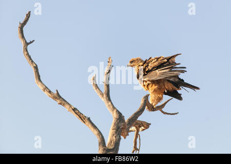 Tawny Adler (Aquila Rapax) sitzen auf toten Baum, Kgalagadi Transfrontier Park, Northern Cape, Südafrika Stockfoto