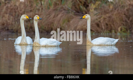 Singschwäne (Cygnus Cygnus) in Wasser, winter Besucher, mittlere Elbe-Biosphärenreservat, Sachsen-Anhalt, Deutschland Stockfoto