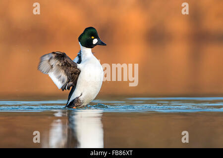 Schellenten (Bucephala Clangula) in Wasser, männlich mit Flügeln, mittlere Elbe-Biosphärenreservat, Sachsen-Anhalt, Deutschland Stockfoto