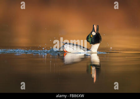 Schellenten (Bucephala Clangula), männliche in Wasser, Balz, mittlere Elbe-Biosphärenreservat, Sachsen-Anhalt, Deutschland Stockfoto